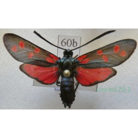 Zygaena filipendulae (Linnaeus, 1758) Kraśnik sześcioplamek Slovakia60b